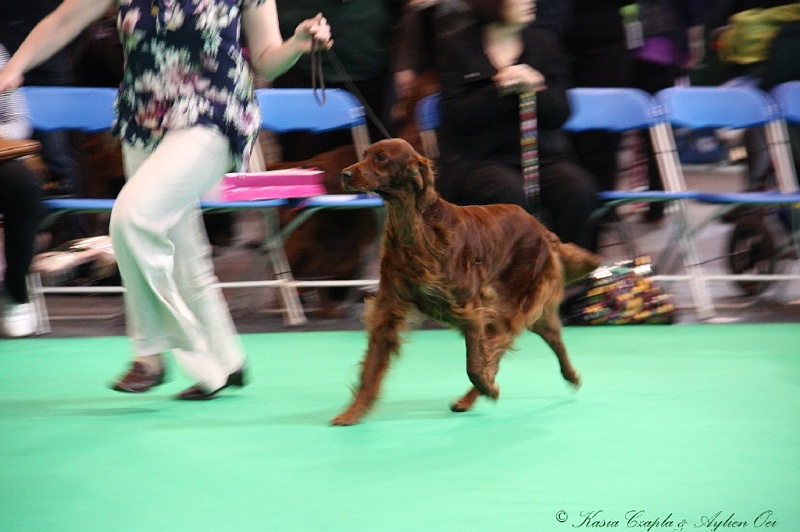 Crufts2011 537.jpg